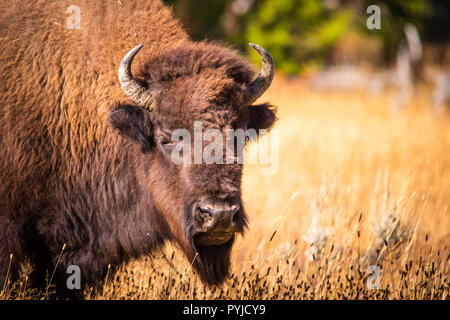 Head shot from the side of a bison grazing in a bight lit yellow field of grass Stock Photo