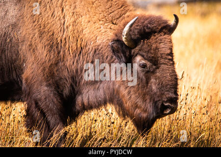 Head shot from the side of a bison grazing in a bight lit yellow field of grass Stock Photo