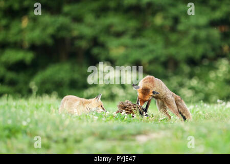 Red foxes with catch bird on meadow in early morning - Vulpes vulpes Stock Photo