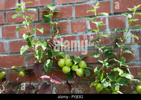 Brambley Seedling Apples growing against a red brick wall. Stock Photo