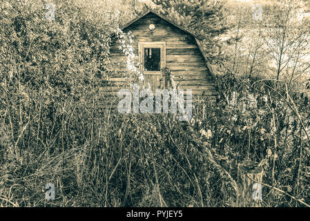 Abandoned house in the forest. Old wooden hut overgrown with forest. Stock Photo