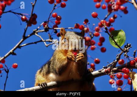 Fox Tail Squirrel eating Red Berries in a Tree getting ready for Winter. Stock Photo