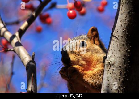 Kansas Fox Tail Squirrel eating red berries closeup Stock Photo