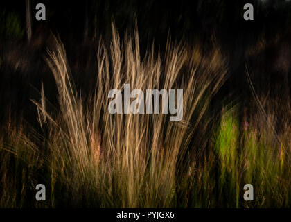 Abstract ICM trees Stock Photo