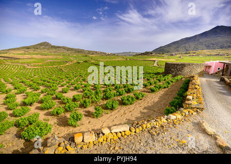 Island of Pantelleria mueggen district: Zibibbo vineyards Stock Photo