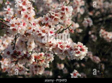 Spain, Andalusia. Spring flowers. Almond blossom in full bloom. ( Selective focus ) Stock Photo