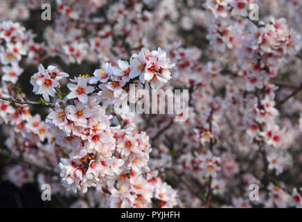 Spain, Andalusia. Spring flowers. Almond blossom in full bloom. ( Selective focus ) Stock Photo