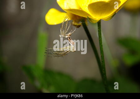 A pair of Lynx Spiders 'Oxyopes elegans' Stock Photo