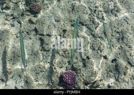 Three cornetfishes are swimming in shallow water among corals Stock Photo