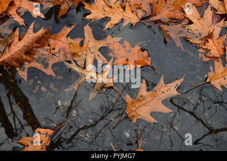 Fallen leaves on asphalt Stock Photo