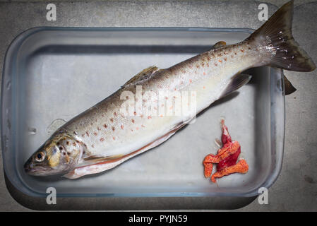 A look at life in New Zealand. Fishing for Searun Trout. These fish can be found at most spots where a river flows into the sea. Excellent eating. Stock Photo