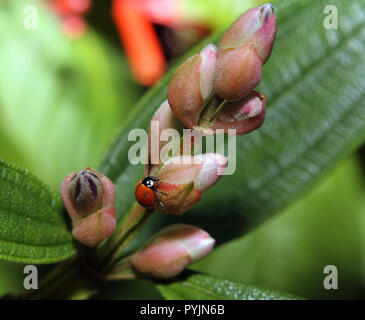 A lady bug on a flower bud Stock Photo