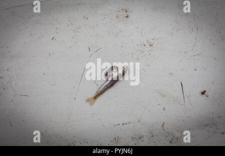 Chinook Salmon Fry deformities. These fry originated as ova in a Hatchery. They were hatched outside of the Hatchery, in a tank beside a small stream. Stock Photo