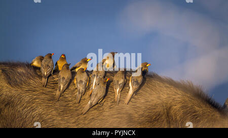 Yellow billed Oxpecker in Kruger National park, South Africa ; Specie Buphagus africanus family of Buphagidae Stock Photo