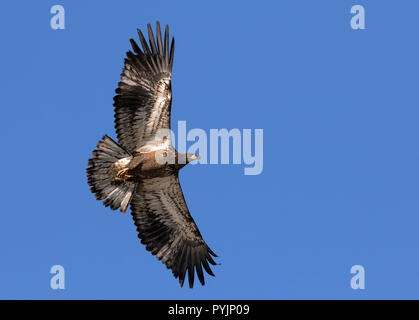 Juvenile bald eagle hunting in the blue sky Stock Photo