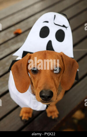 London, UK. 28th October 2018. Arthur the Dachshund wearing his ghost costume at the All Dogs Matter Halloween Dog Walk, Hampstead Heath, London, UK. The annual walk takes place to raise funds for the charity which rehouses and finds homes for dogs. Credit: Paul Brown/Alamy Live News Stock Photo