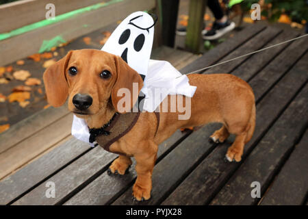 London, UK. 28th October 2018. Arthur the Dachshund wearing his ghost costume at the All Dogs Matter Halloween Dog Walk, Hampstead Heath, London, UK. The annual walk takes place to raise funds for the charity which rehouses and finds homes for dogs. Credit: Paul Brown/Alamy Live News Stock Photo
