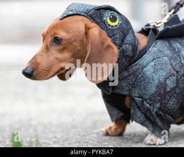 New York, USA,28 October 2018.  A daschund  wears a dinosaur costume during the 28th Annual Tompkins Square Halloween dog parade in New York city. Credit: Enrique Shore/Alamy Live News Stock Photo