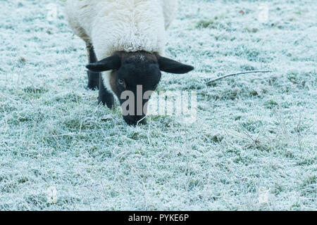 Killearn, Stirlingshire, Scotland, UK. 29th Oct, 2018. uk weather - a cold breakfast for sheep on a misty and frosty start to the day in Stirlingshire Credit: Kay Roxby/Alamy Live News Stock Photo