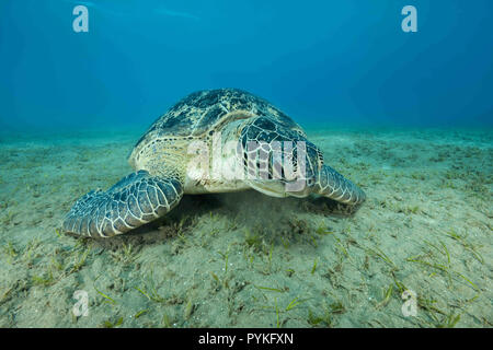 Red Sea, Marsa Alam, Egypt, Africa. 30th July, 2018. Green Sea Turtle, Chelonia mydas eating sea grass on sandy seabed Credit: Andrey Nekrasov/ZUMA Wire/Alamy Live News Stock Photo