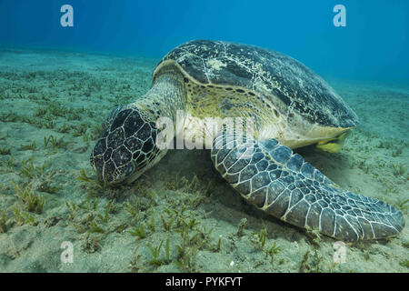 Red Sea, Marsa Alam, Egypt, Africa. 30th July, 2018. Green Sea Turtle, Chelonia mydas eating sea grass on sandy seabed Credit: Andrey Nekrasov/ZUMA Wire/Alamy Live News Stock Photo