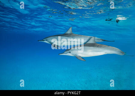 Red Sea, Marsa Alam, Egypt, Africa. 2nd Aug, 2018. Pair of Spinner Dolphin, Stenella longirostris swim in the blue water Credit: Andrey Nekrasov/ZUMA Wire/Alamy Live News Stock Photo