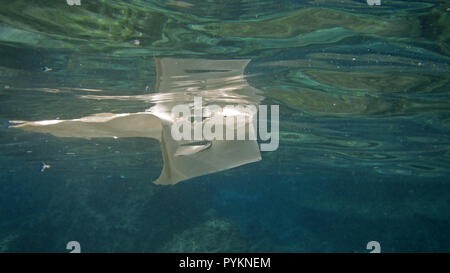 Plastic bag floats on water surface, pollution concept with copy space Stock Photo