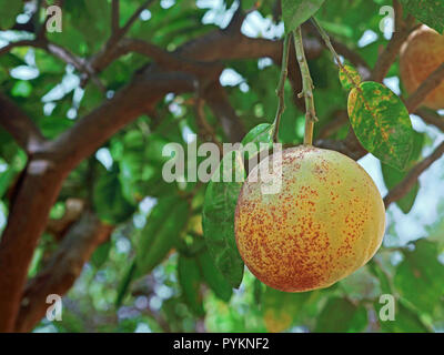 close up of single fresh ripening pomelo hang on branch of the tree with copy space Stock Photo