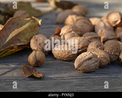 close up of ripe walnuts with leaves lie on wooden ground in autumn Stock Photo