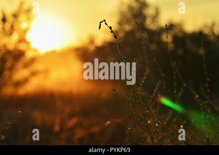 Steppe grass close-up, morning sunlight on grass and flowers in the woods Stock Photo