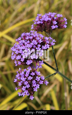 The lovely bright purple flowers of Verbena bonariensis also known as purpletop vervain or tall verbena. Against a background of contrasting foliage. Stock Photo