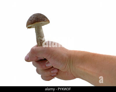 male hand is holding mushroom isolated on white background, studio shot Stock Photo