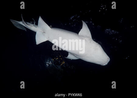 Tawny Nurse Sharks, Nebrius ferrugineus swim in the night. Low-angle shot Stock Photo