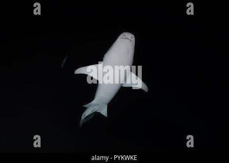 Tawny Nurse Sharks, Nebrius ferrugineus swim in the night. Low-angle shot Stock Photo