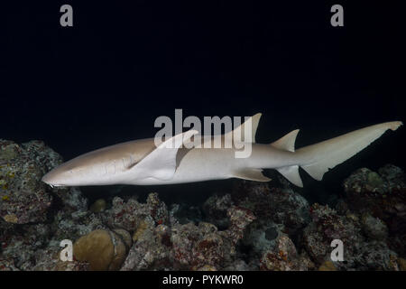 Tawny Nurse Sharks, Nebrius ferrugineus swim over coral reef in the night Stock Photo