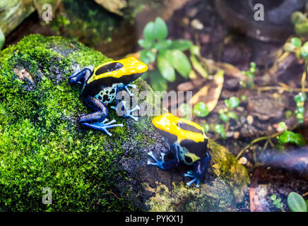 Dyeing dart frog, tinc or Dyeing poison frog (Dendrobates tinctorius 'Brazil') sitting on mossy stone. Stock Photo