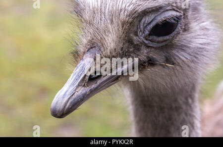 Closeup portrait of common ostrich (Struthio camelus), or simply ostrich, showing its large eyes and long eyelashes, its flat, broad beak Stock Photo