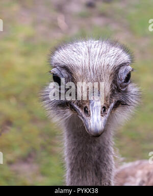 Closeup portrait of common ostrich (Struthio camelus), or simply ostrich, showing its large eyes and long eyelashes, its flat, broad beak Stock Photo