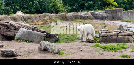 Polar bear (Ursus maritimus), also known as white bear, walking and looking to the camera. Stock Photo