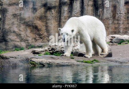 Polar bear (Ursus maritimus), also known as white bear, walking by lake. Stock Photo