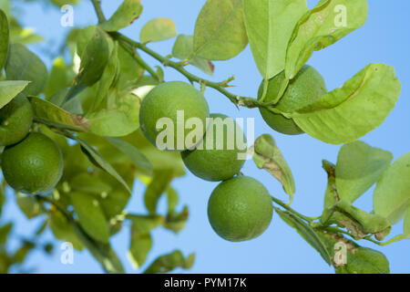 Branches Lime tree with fruits on the blue sky background Stock Photo