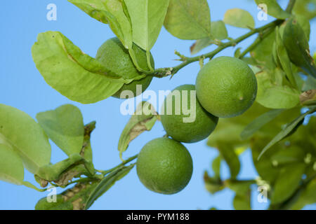 Branches Lime tree with fruits on the blue sky background Stock Photo