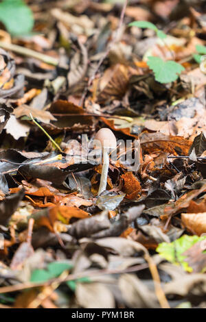 Psathyrella candolleana, growing on a nature reserve in the Herefordshire UK countryside, October 2018 Stock Photo