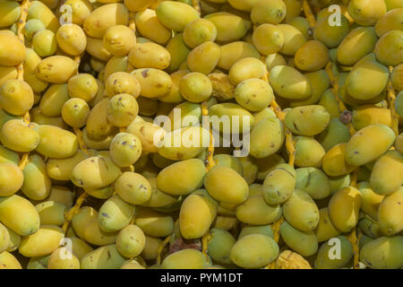 Closeup, Ripe yellow fruits dates on date palm. Background yellow