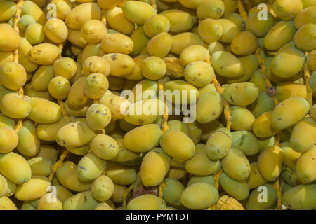 Closeup, Ripe yellow fruits dates on date palm. Background yellow fruits dates Stock Photo