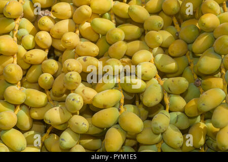 Closeup, Ripe yellow fruits dates on date palm. Background yellow fruits dates Stock Photo