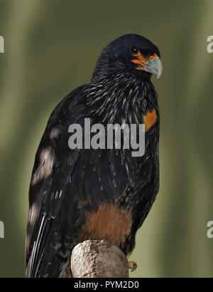 Striated Caracara (phalcoboenus australis) Stock Photo