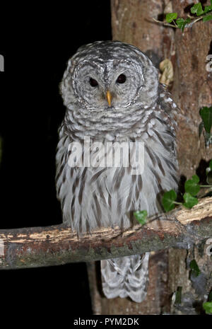 Barred Owl (strix varia) Stock Photo