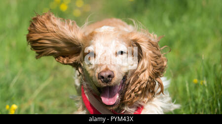 Cocker Spaniel running Stock Photo