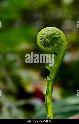 Young fern leafs rolled in round shape covered with wet and dead fur in rain forest, tropical forest of Malaysia Stock Photo